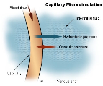 capillary microcirculation
